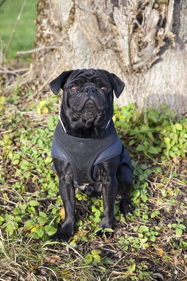 Black pug sitting in front of tree trunk