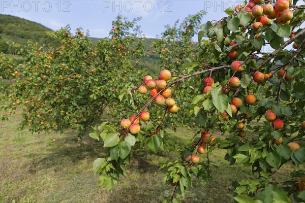 Ripe apricots on an Apricot tree (Prunus armeniaca)