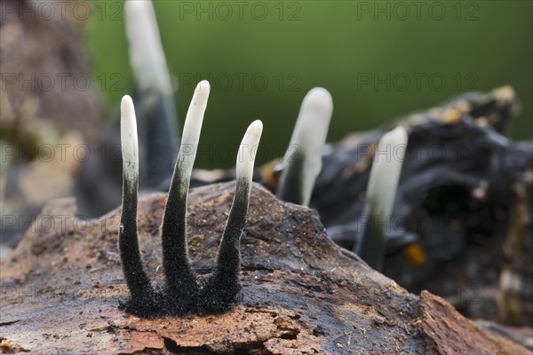 Candlestick fungus (Xylaria hypoxylon)