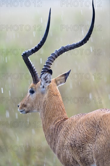 Impala (Aepyceros melampus)