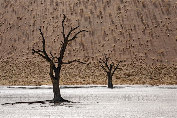 Dead Camel thorn trees (Vachellia erioloba)