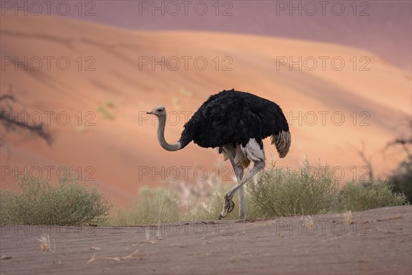 African ostrich (Struthio camelus)