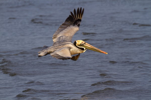 Brown pelican (Pelecanus occidentalis) flying over the ocean in the early morning