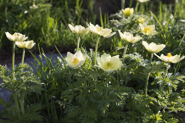 Alpine pasqueflowers (Pulsatilla alpina)