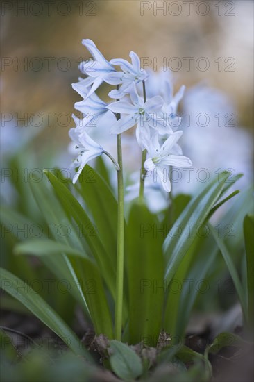 Mishchenko squill (Scilla mischtschenkoana)