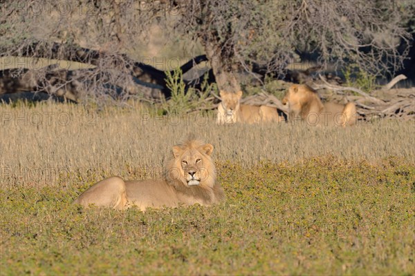 Lion (Panthera leo)