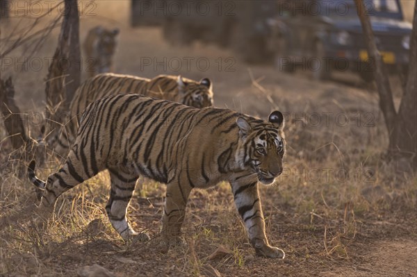 Tourist vehicles following three sub-adult Bengal Tigers (Panthera tigris tigris) on a tiger safari in Ranthambhore Tiger Reserve