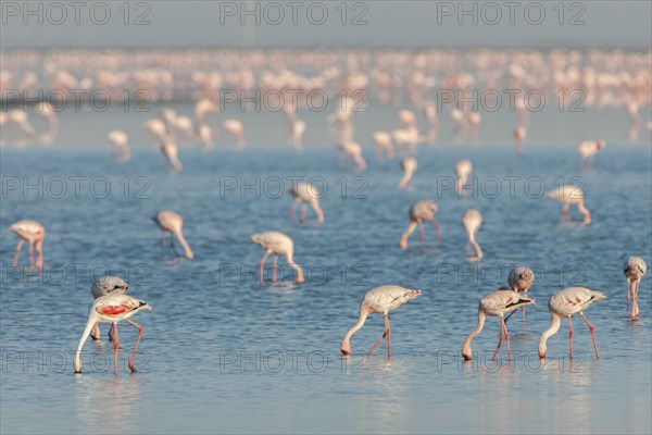 American Flamingo (Phoenicopterus ruber) colony foraging for food