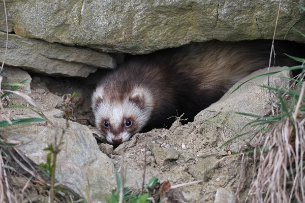 European polecat (Mustela putorius) in rock crevice