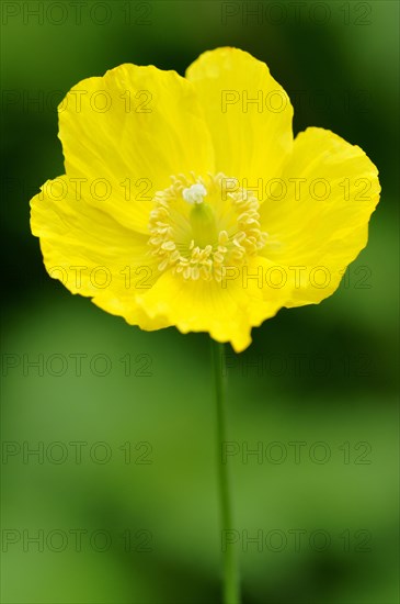 Yellow Iceland Poppy (Papaver nudicaule)