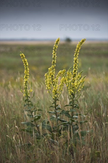 Dark mullein (Verbascum nigrum)