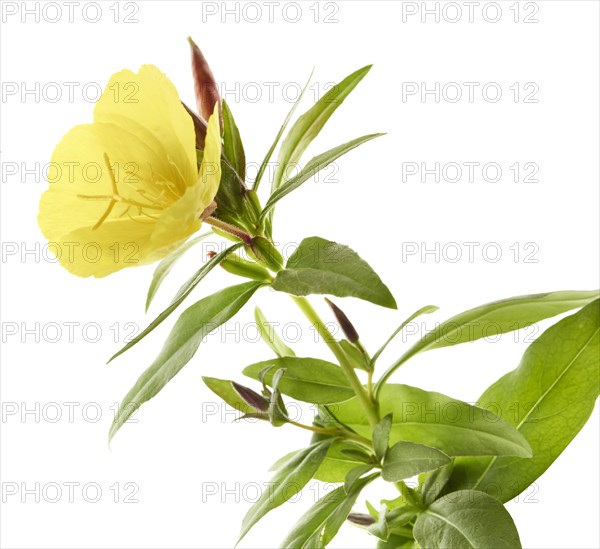 Common evening primrose (Oenothera biennis)