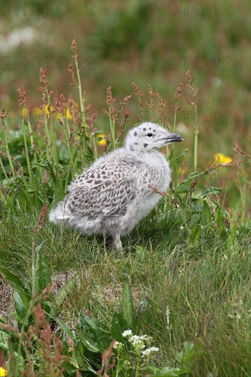 Great black-backed gull (Larus marinus)