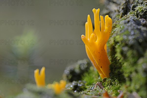 Yellow Stagshorn (Calocera viscosa)