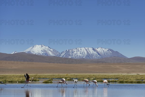 Chilean Flamingos (Phoenicopterus chilensis) at a lake in the highlands