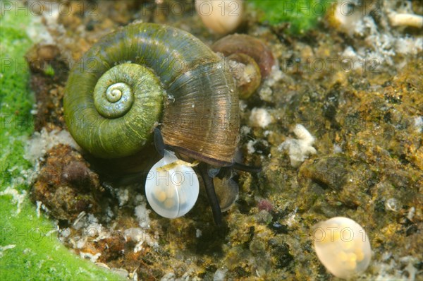 Great Ramshorn Snail (Planorbis planorbis) next to eggs