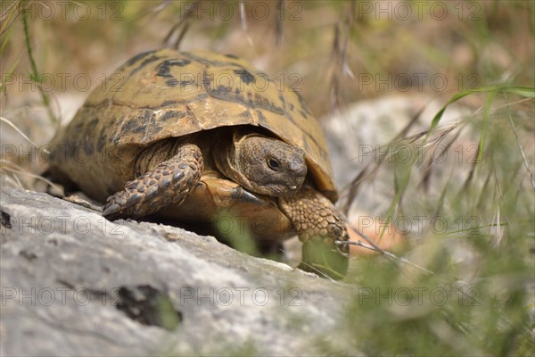 Adult Asia Minor Tortoise (Testudo graeca ibera) near Kas