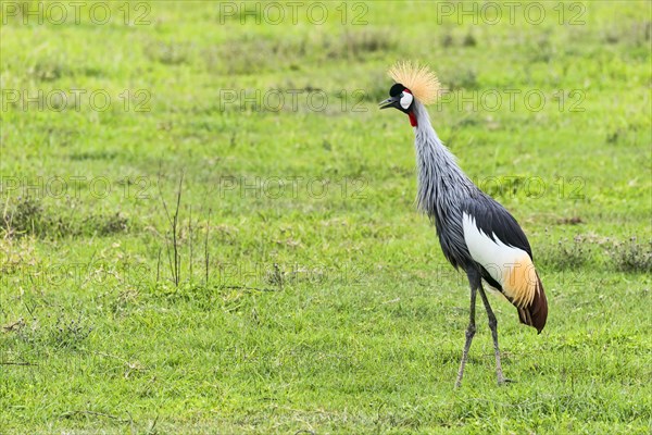 Grey Crowned Crane (Balearica regulorum)