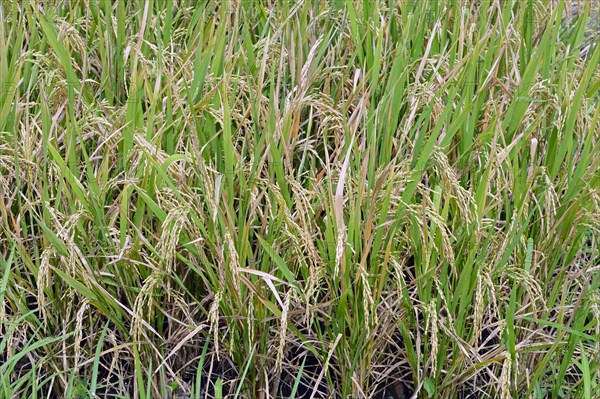 Ripe Rice grains on Rice plants (Oryza sativa)