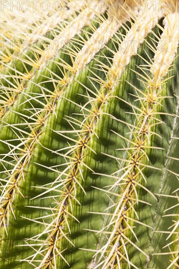 Giant Barrel Cactus (Echinocactus platyacanthus)