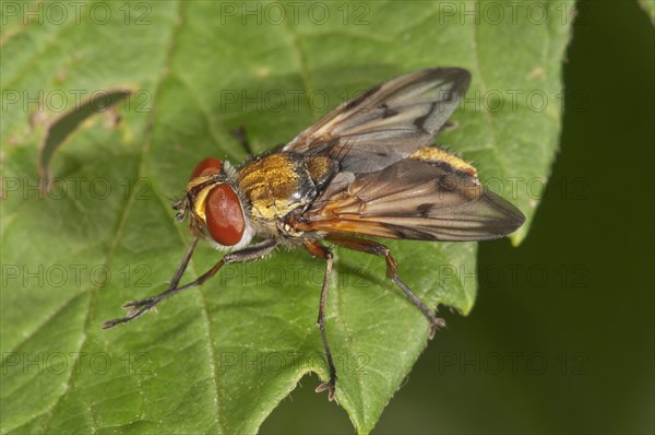 Ectophasia oblonga