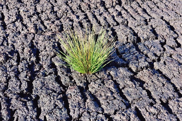 Bulrush (Schoenoplectus lacustris) at a peat mining site at Grundbeckenmoor