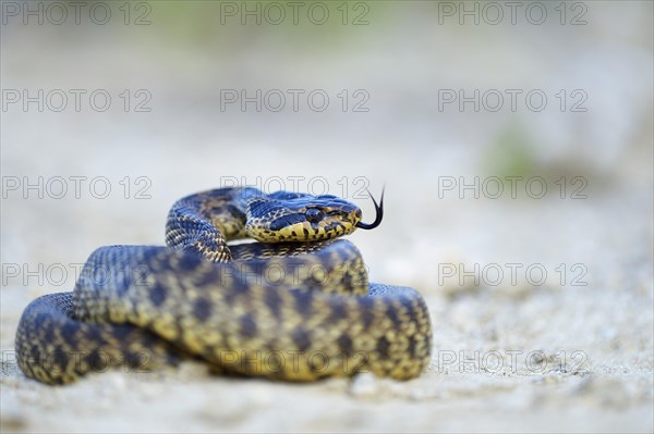 Blotched Snake (Elaphe sauromates)