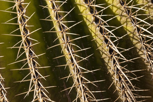 Golden Barrel Cactus (Echinocactus grusonii)