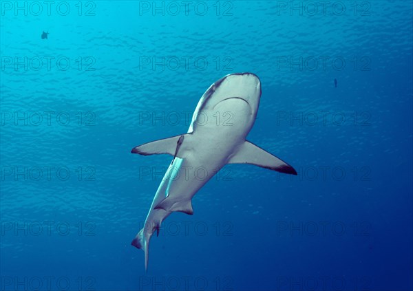 Grey Reef Shark (Carcharhinus amblyrhynchos)