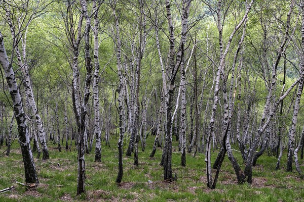 Birch (Betula)