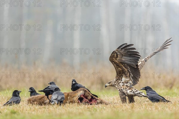 Young Eagle (Haliaeetus albicilla)