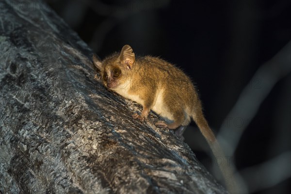 Gray mouse lemur (Microcebus murinus)