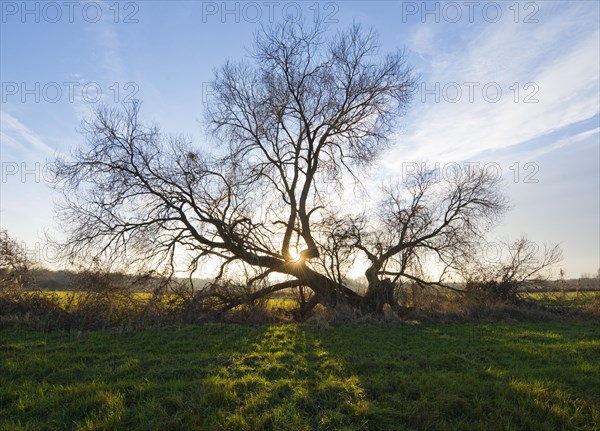 Solitary old Crack Willow or Brittle Willow (Salix fragilis) backlit in the evening