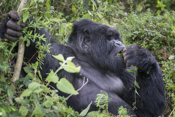 Mountain Gorilla (Gorilla beringei beringei) of the Nyakagezi group