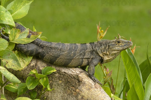 Black Iguana (Ctenosaura similis) on a tree root