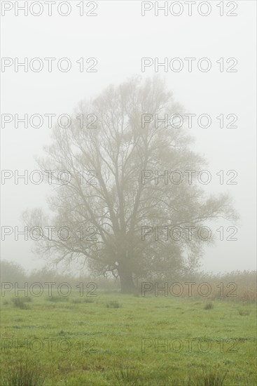 Solitary Crack Willow or Brittle Willow (Salix fragilis) in the fog
