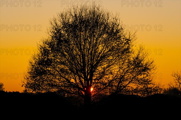 Tree silhouette at sunset