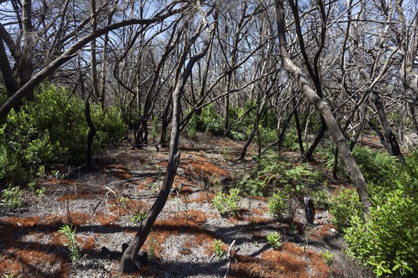 Charred tree trunks