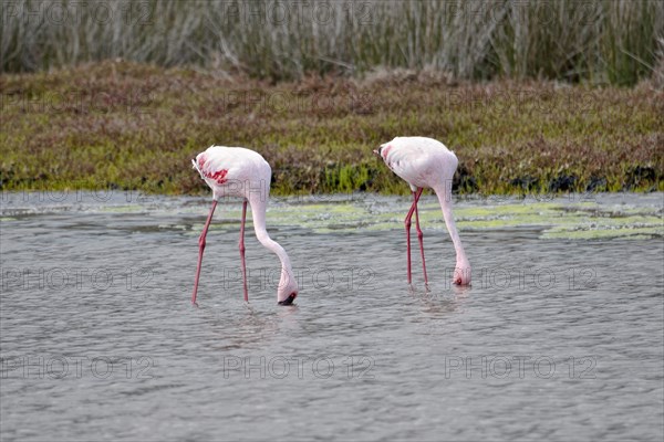 Lesser Flamingos (Phoenicopterus minor)