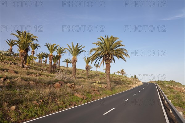 Road at a palm grove