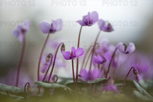 Eastern Cyclamen (Cyclamen coum)