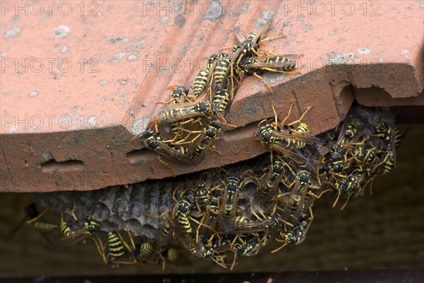 European paper wasps (Polistes dominula) at nest