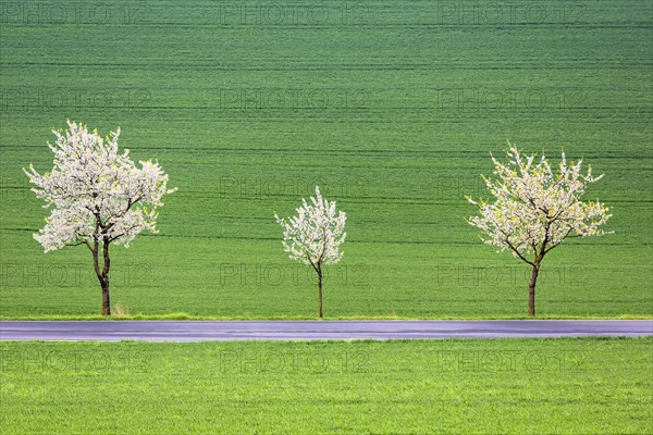 Blossoming cherry trees on a country road