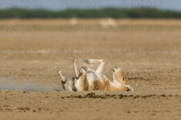 Onager or Asiatic wild ass (Equus hemionus)