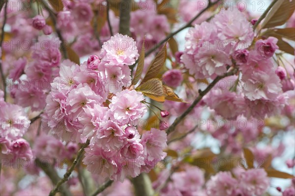 Japanese Cherry (Prunus serrulata)