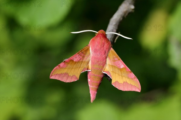 Small elephant hawk-moth (Deilephila porcellus) sitting on a branch