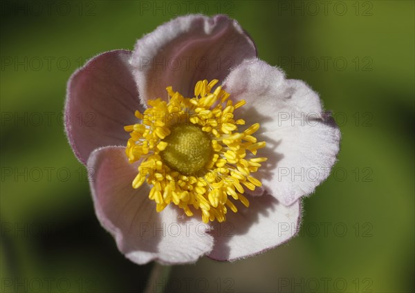 Chinese Anemone (Anemone hupehensis)