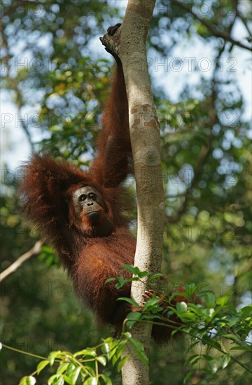 Bornean Orangutan (Pongo pygmaeus)