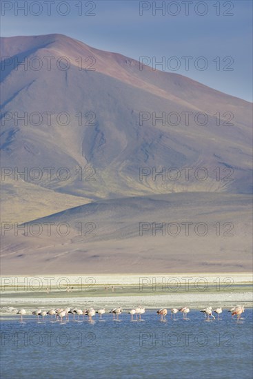 Salar del Huasco and James's Flamingos (Phoenicoparrus jamesi)