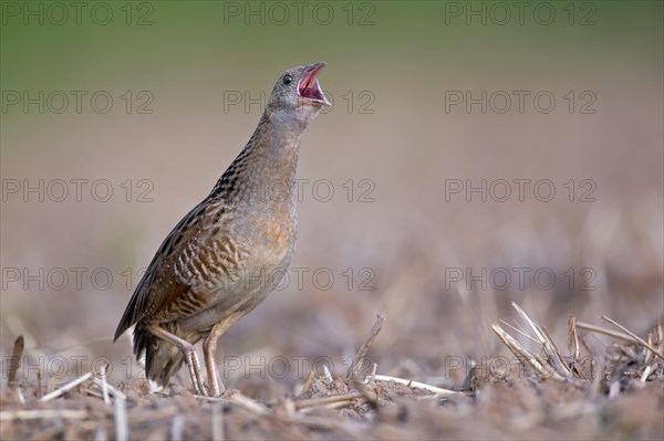 Corncrake (Crex crex)